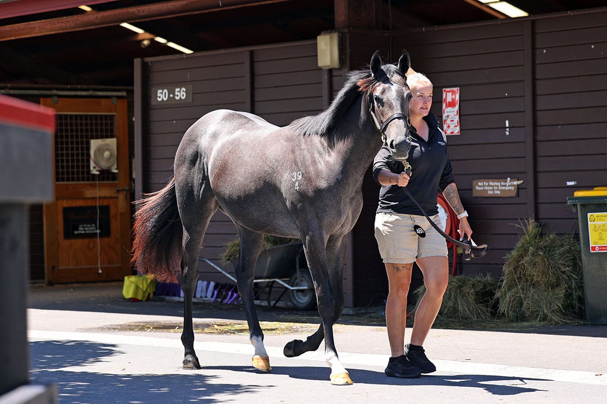 Lot 461 Spirit of Boom - Gracious Grey. Photo: Angelique Bridson
