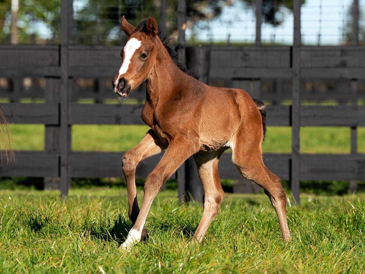 First foal by Chaldean