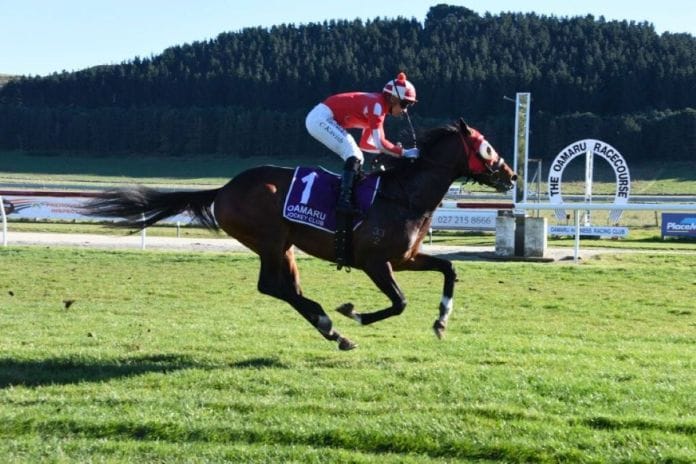 El Vaquero outshines juveniles at Oamaru