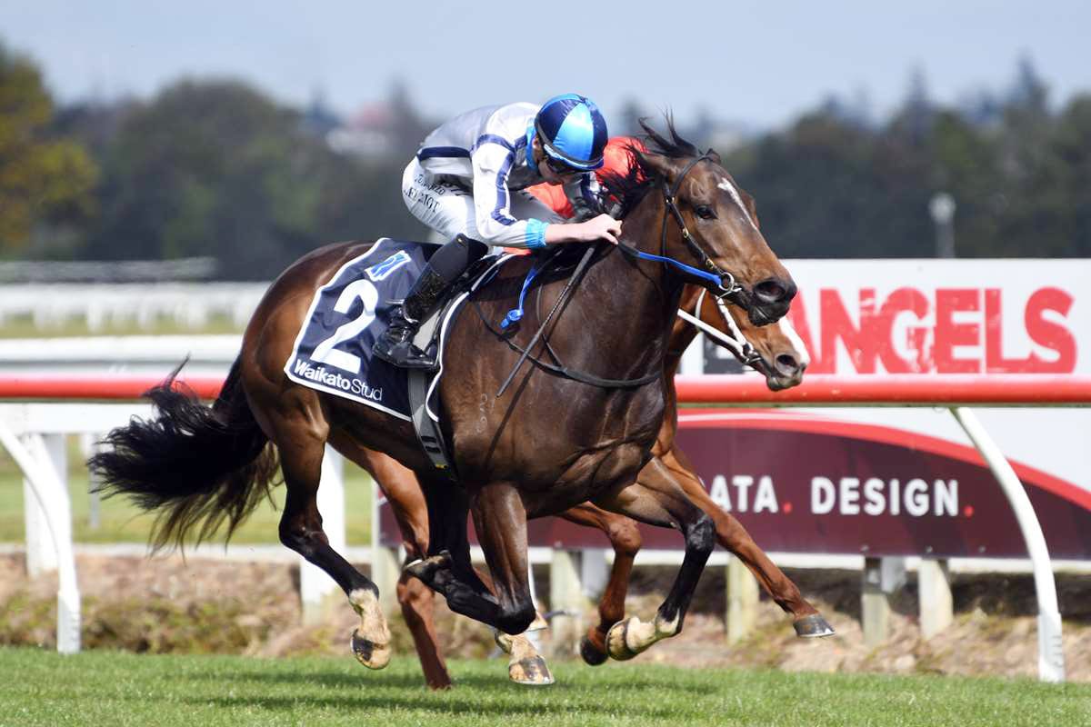 Lupo Solitario returns to NZ