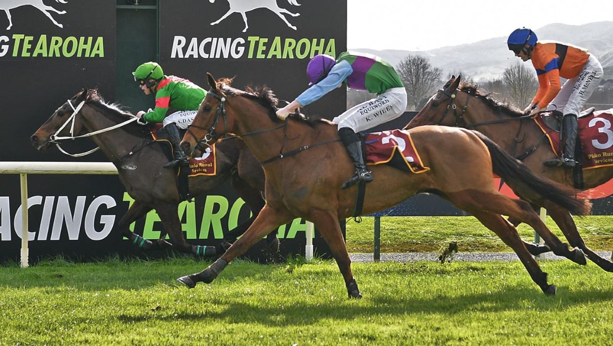 Our Daymo too tough in Te Aroha test