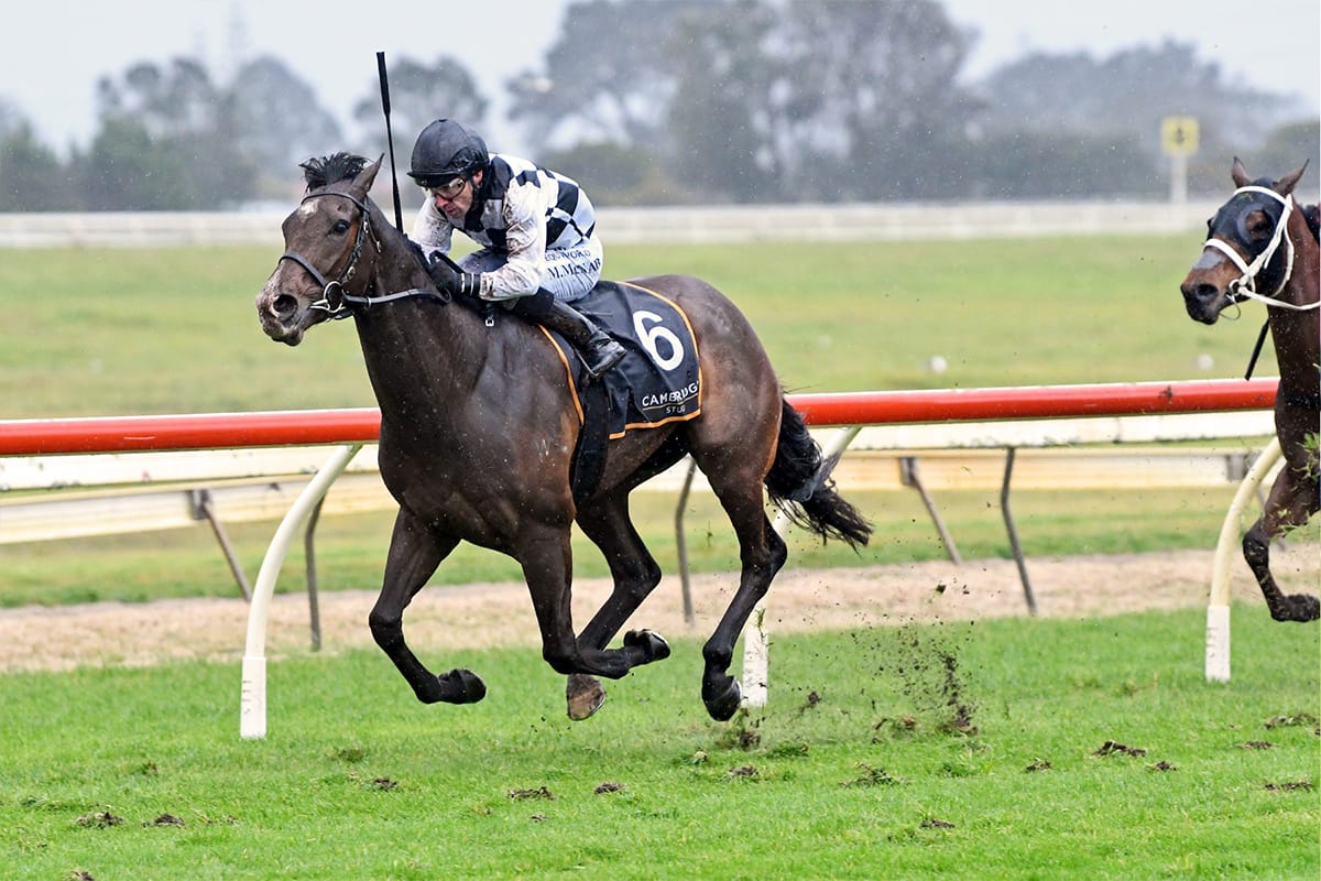 Tuxedo makes statement with powerful 4YO debut