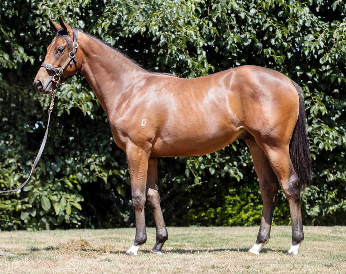 Arigato (NZ) All the Way in Charity Cup