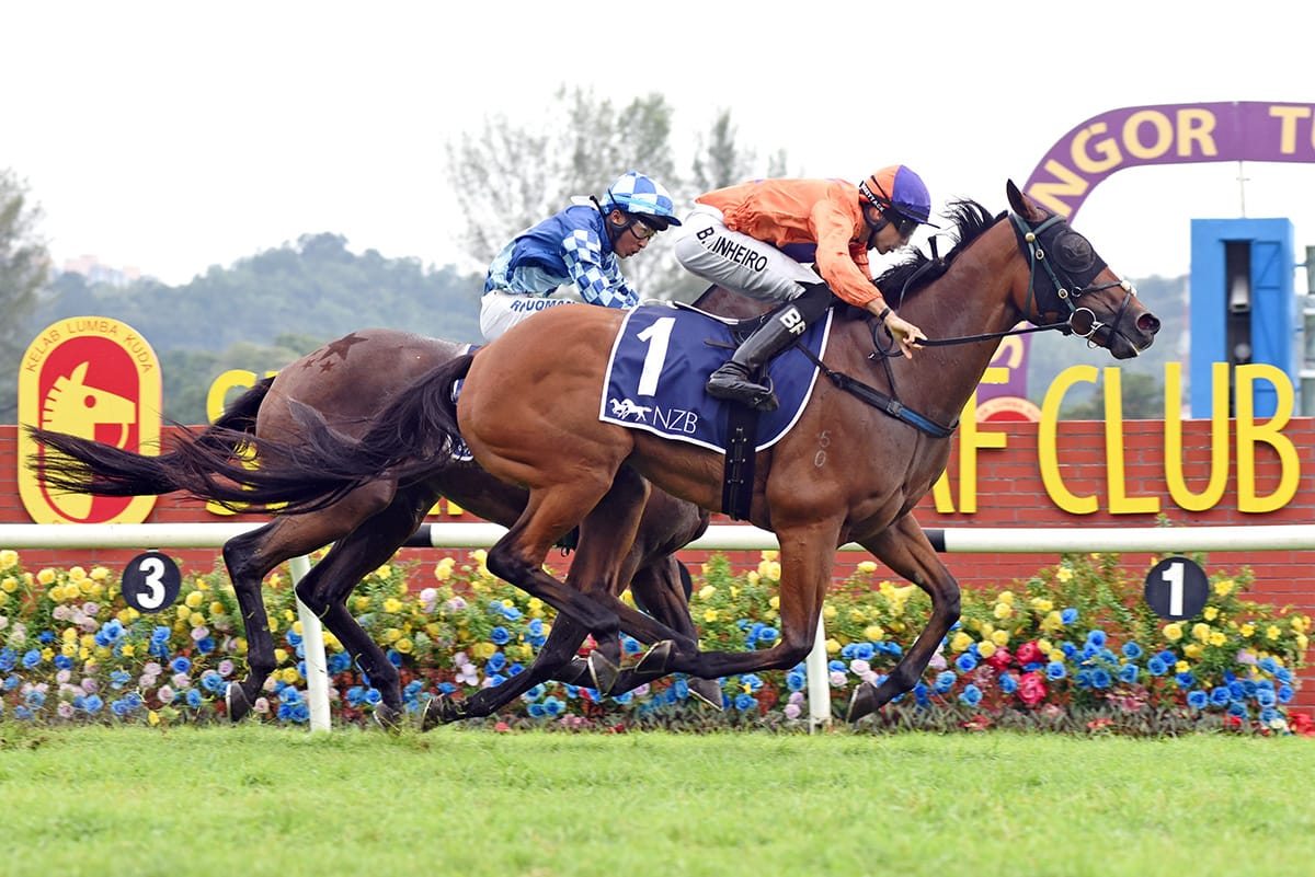 Antipodean stars in NZB Ready to Run Sale Championship