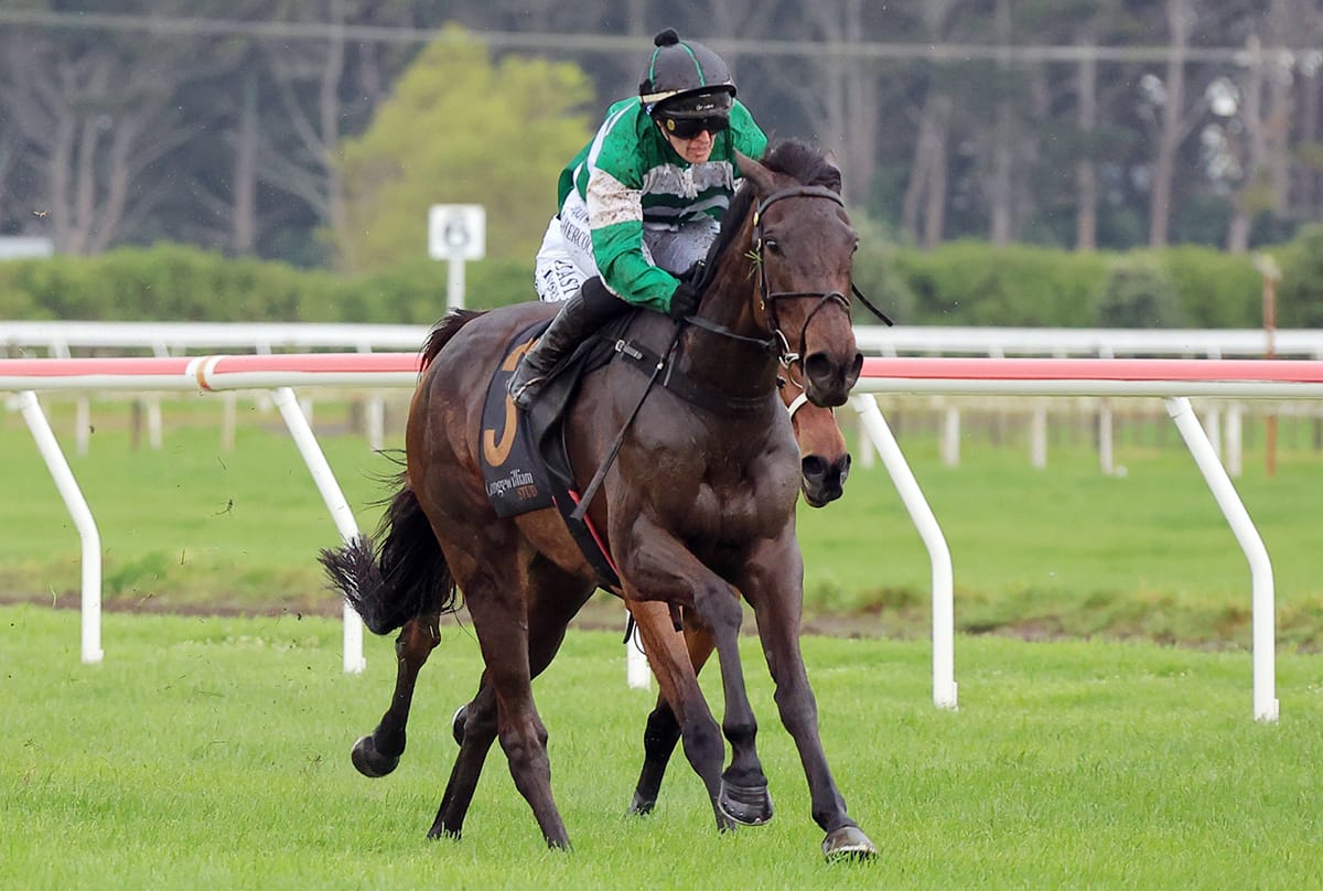 Who Knows stakes New Zealand Cup claim