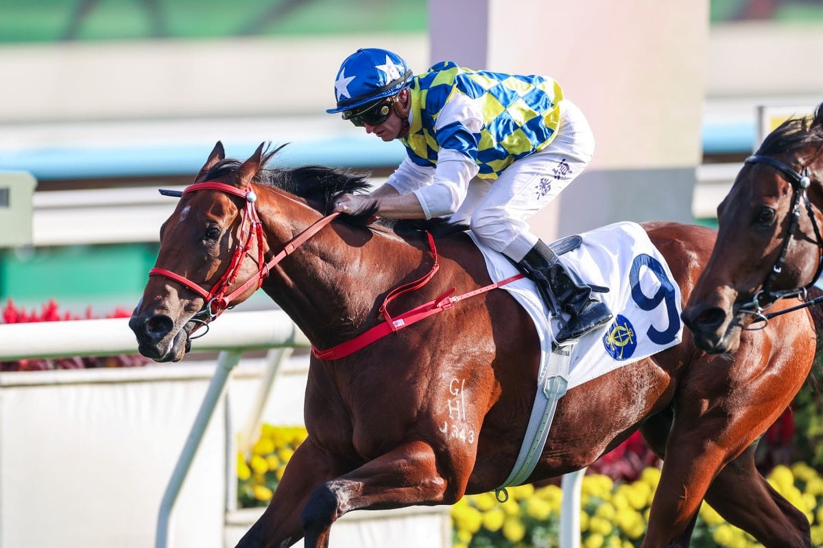 Patch Of Stars shines at Sha Tin