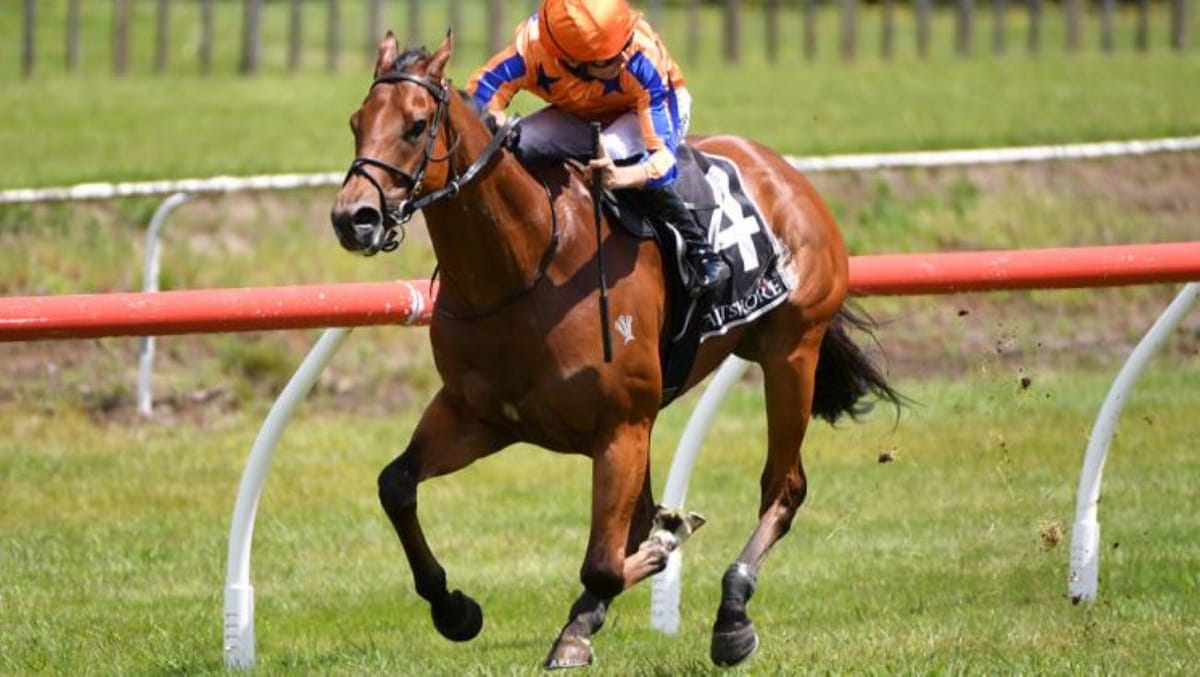 Resurgent When Stars Align heads Te Akau’s Tauranga double