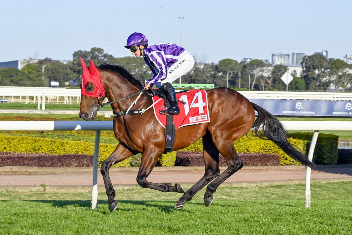 Coolmore entire to make NZ debut