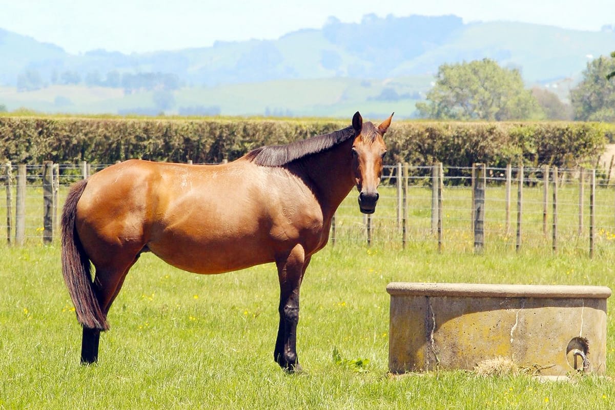 Waikato Stud honours the legacy of Daffodil