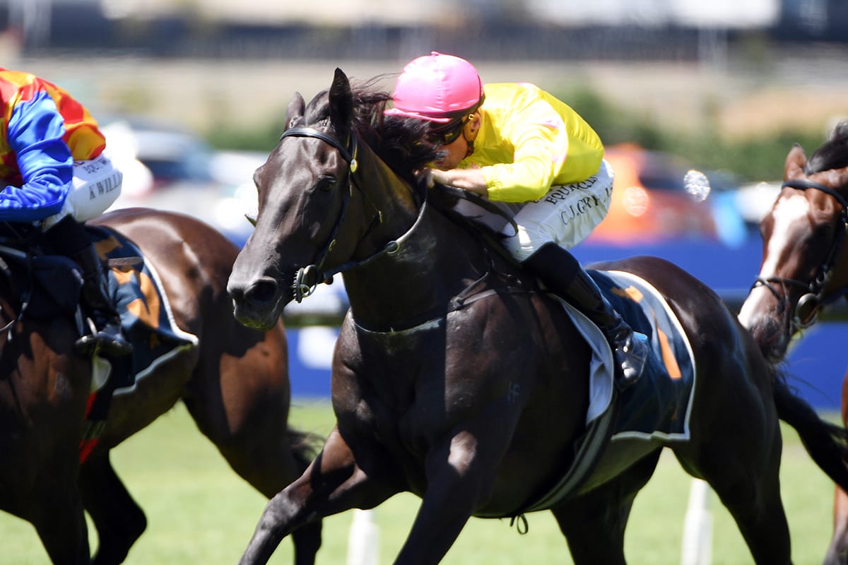 Forsman seeking to replicate Karaka Millions success