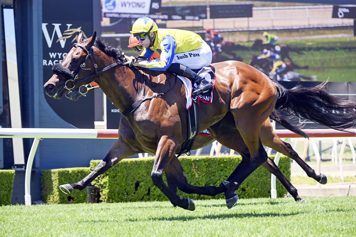 Wyong a perfect fit for No Drama