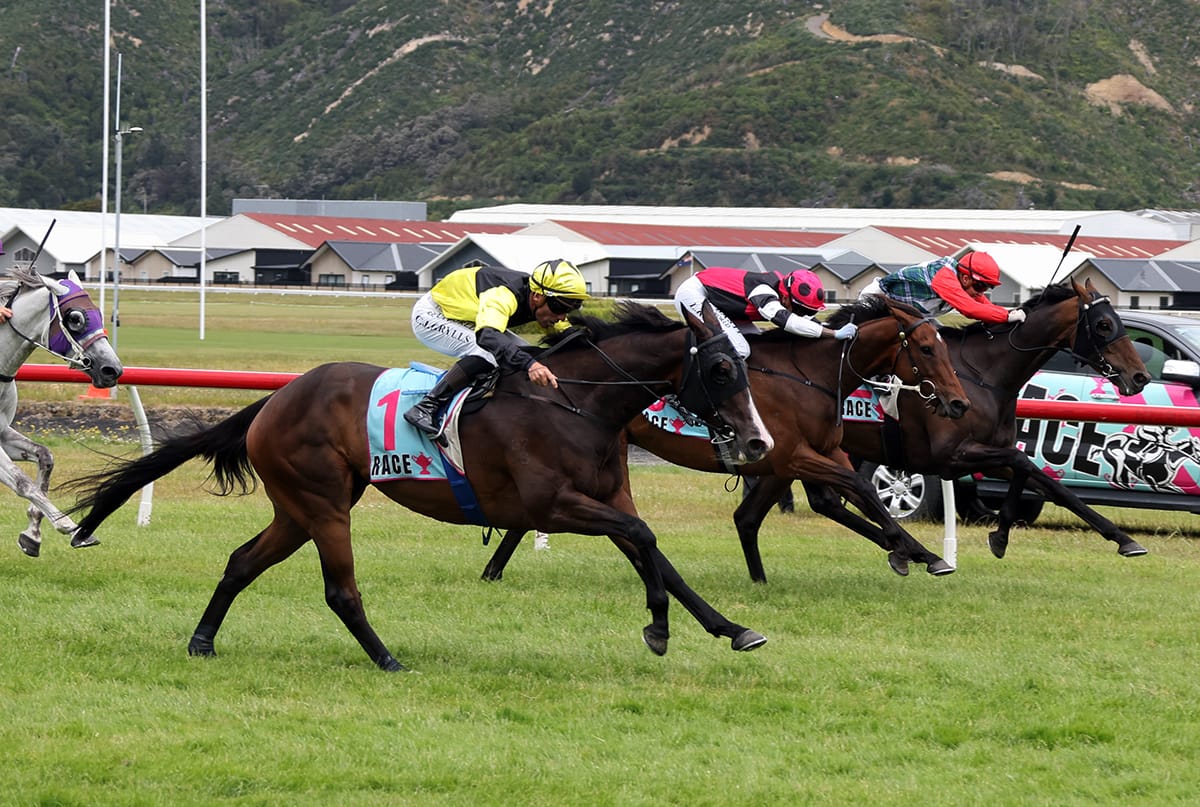 Wellington Cup looms for One Bold Cat
