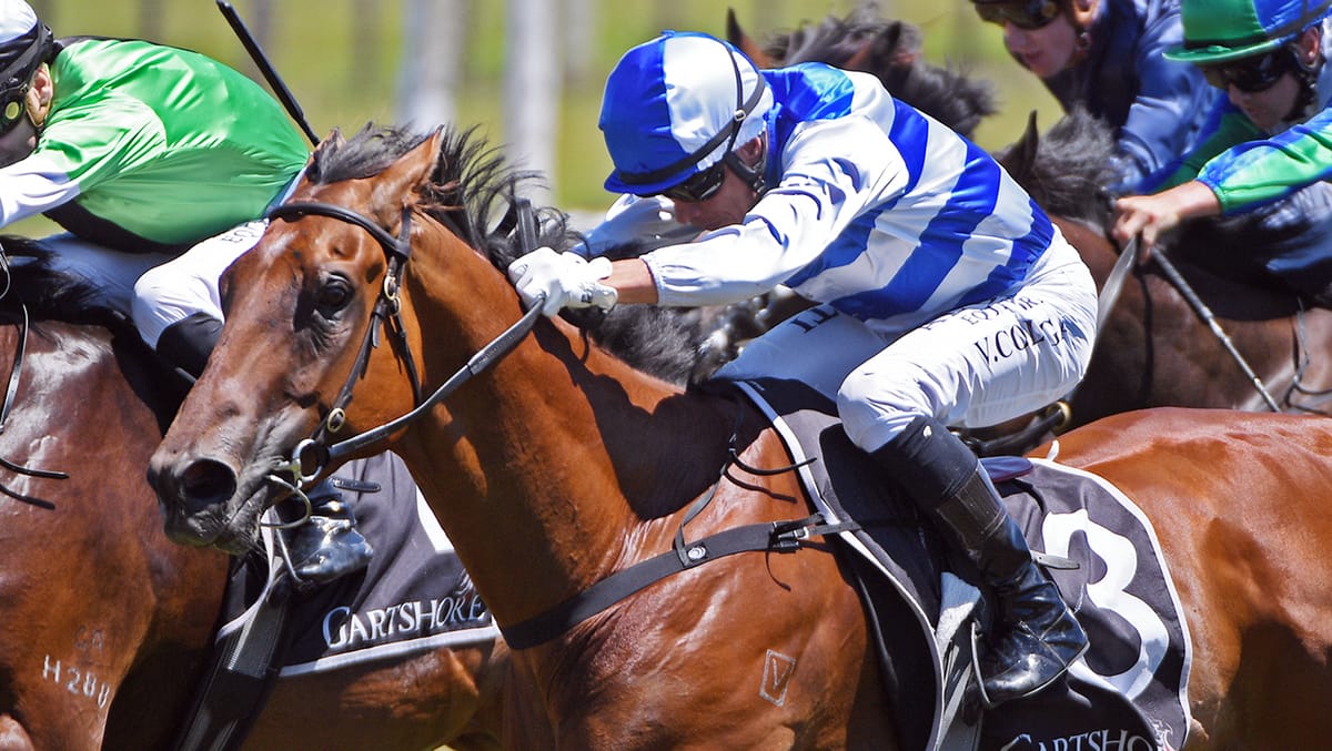 Regally-bred gelding scores impressively on debut