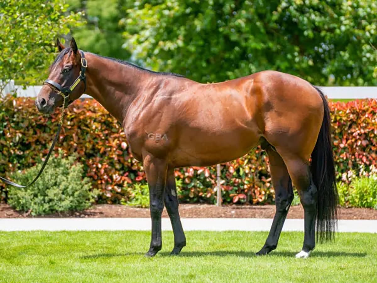 All Eyes On Young Gun Sires at Karaka 2026