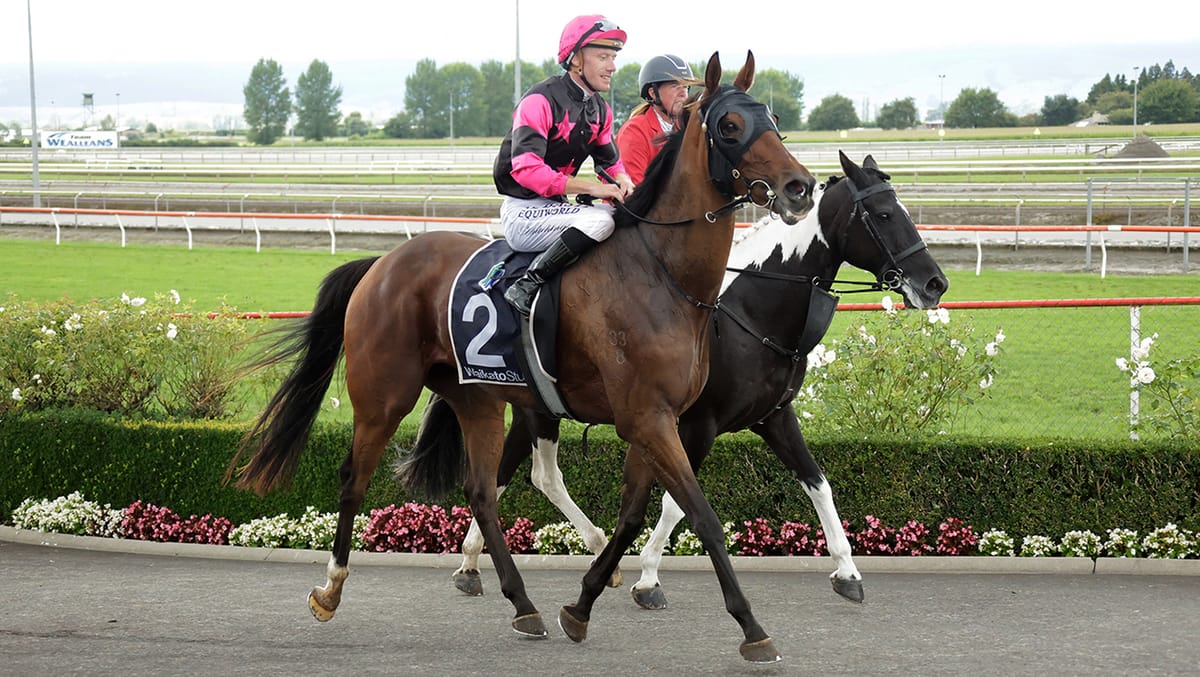 Diamond Jak shines brightly in Matamata gloom