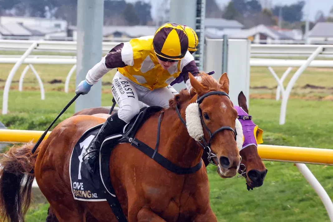 Beckett chasing local cup with consistent mare