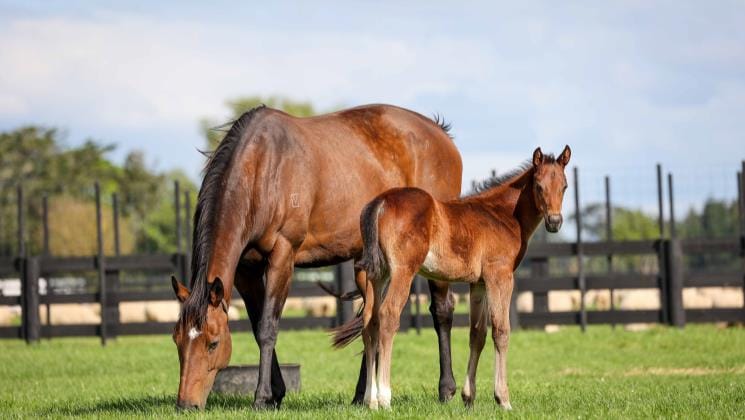 National online breeding stock sale looming