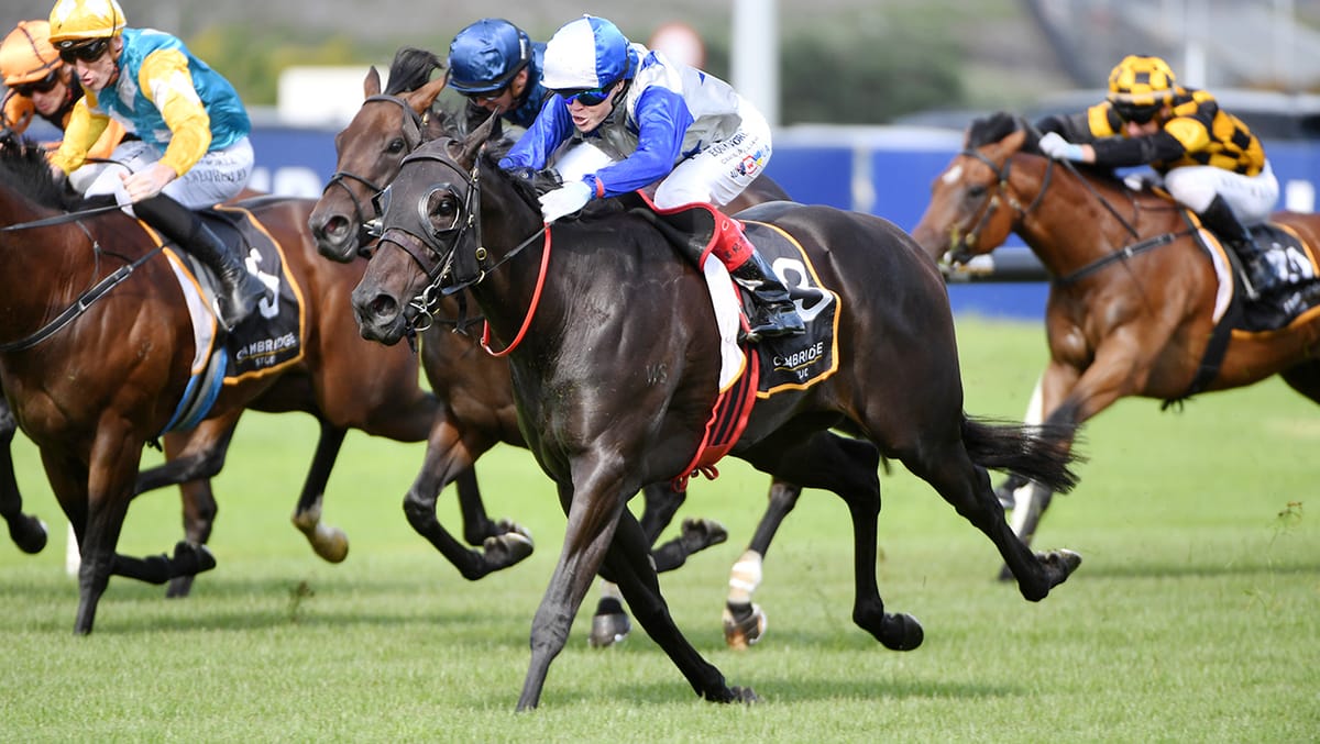 Vinery test for Belle Cheval