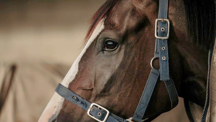 Industry Update | RACE Awapuni Track