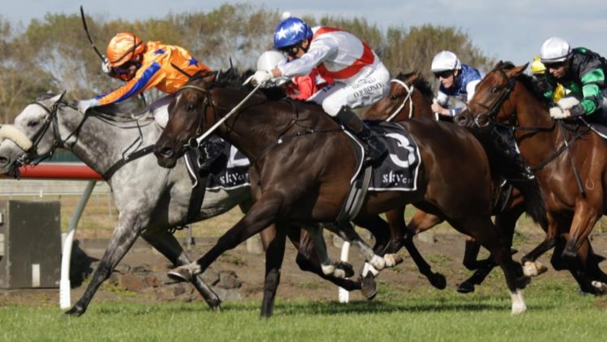 Easter Handicap in crosshairs for Lupo Solitario