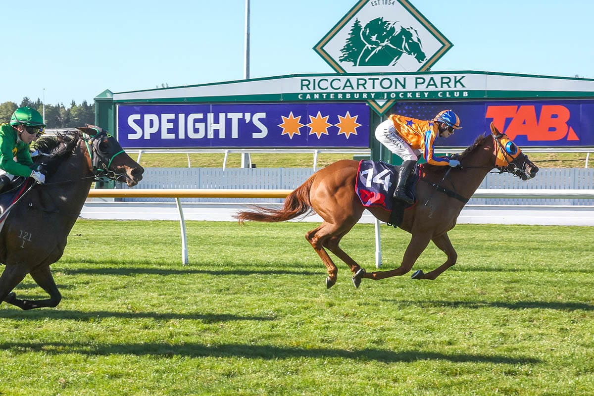 Te Akau notch Century with Perlino