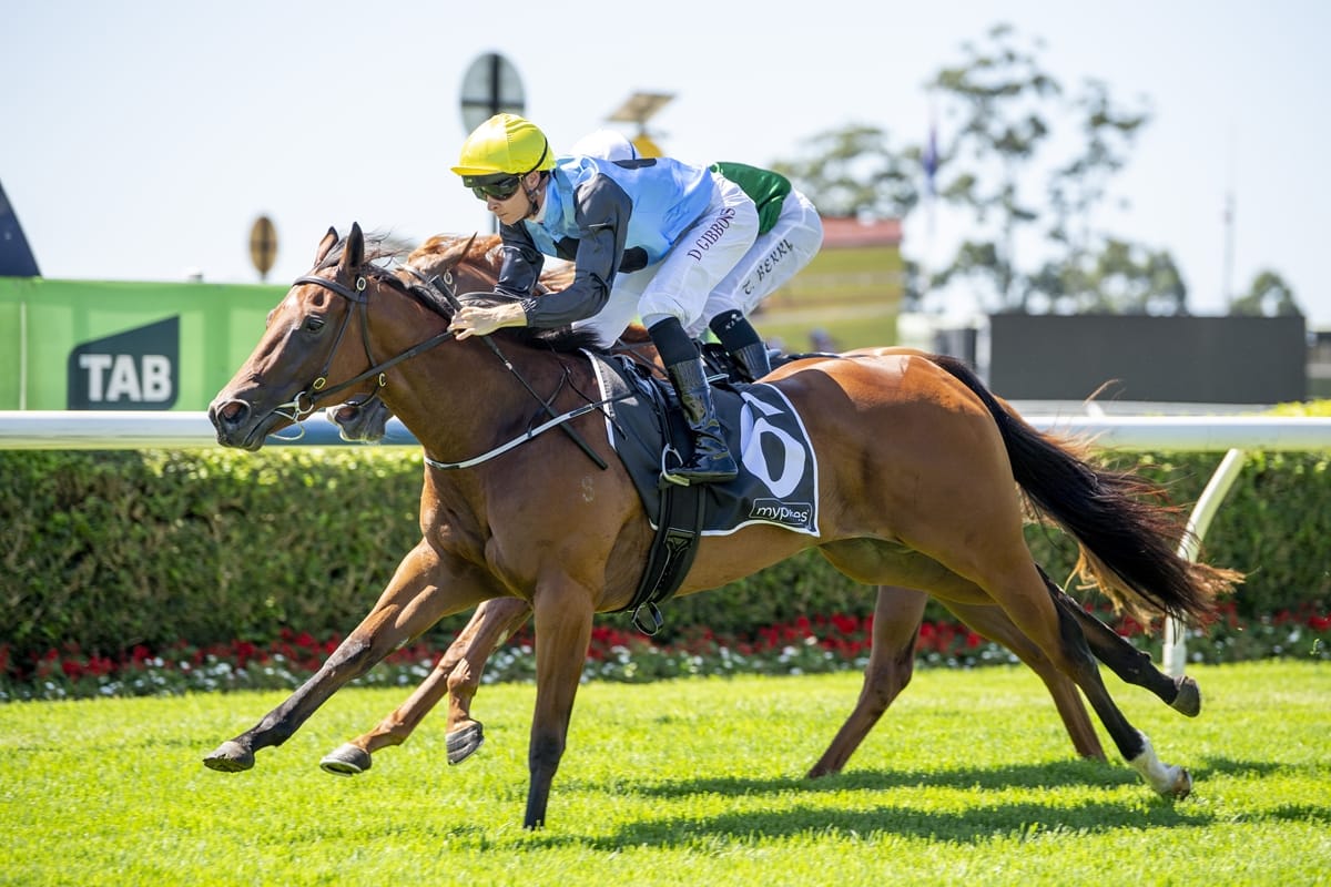 Satono Aladdin Filly impresses on Debut