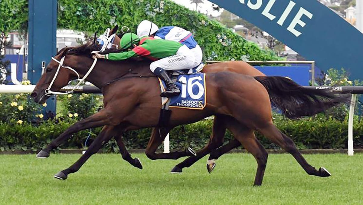 Trav out to defend Auckland Cup crown