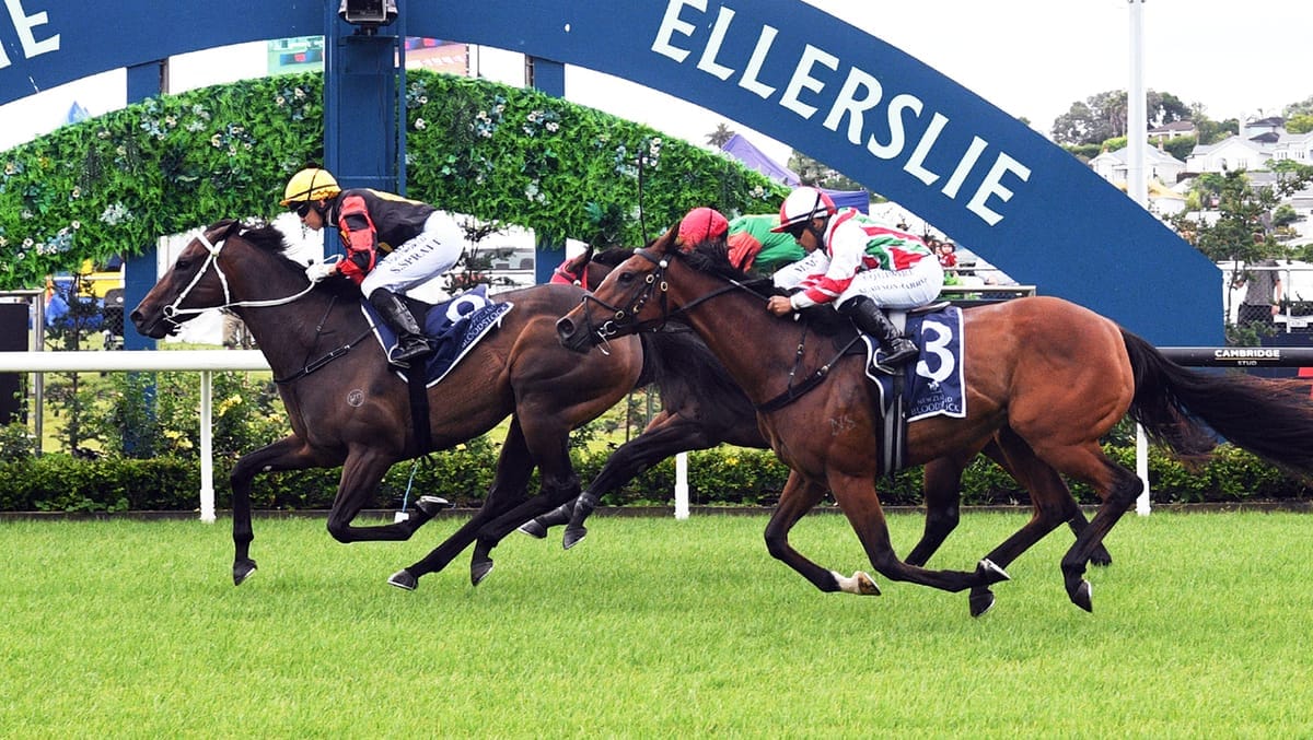 Provence seeking fairytale ending at Trentham