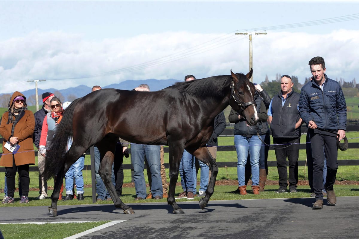 Video: Valachi Downs