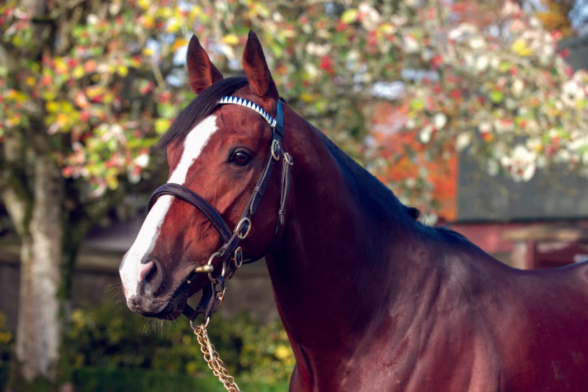 Counties Carnival gets underway