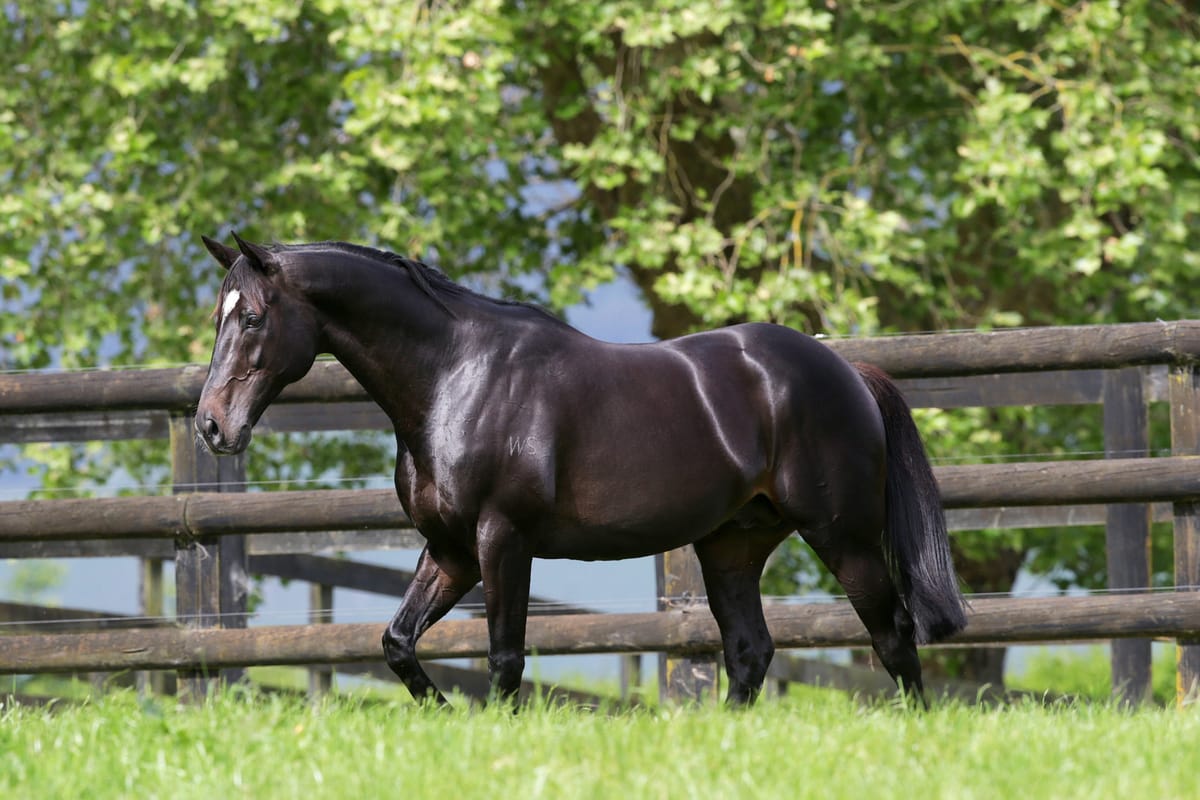 Waikato Stud mourn the loss of Sacred Falls