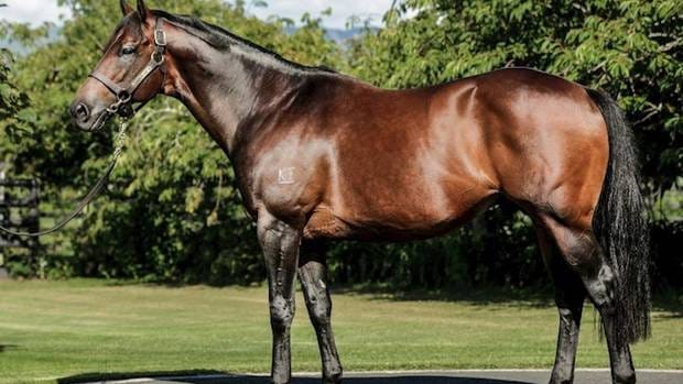 Rock 'N' Pop now standing at Okawa Stud