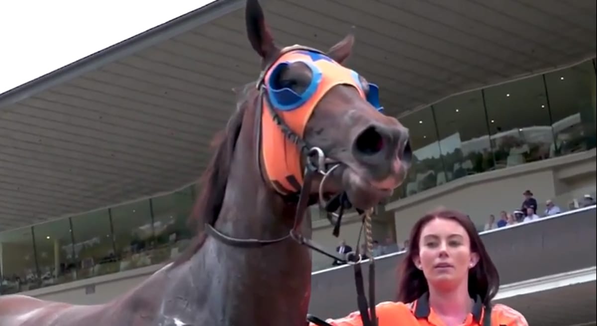 VIDEO: Bonecrusher New Zealand Stakes