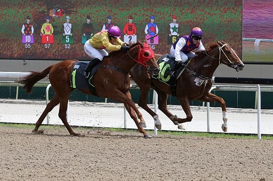 Koh ready to show Wild side again