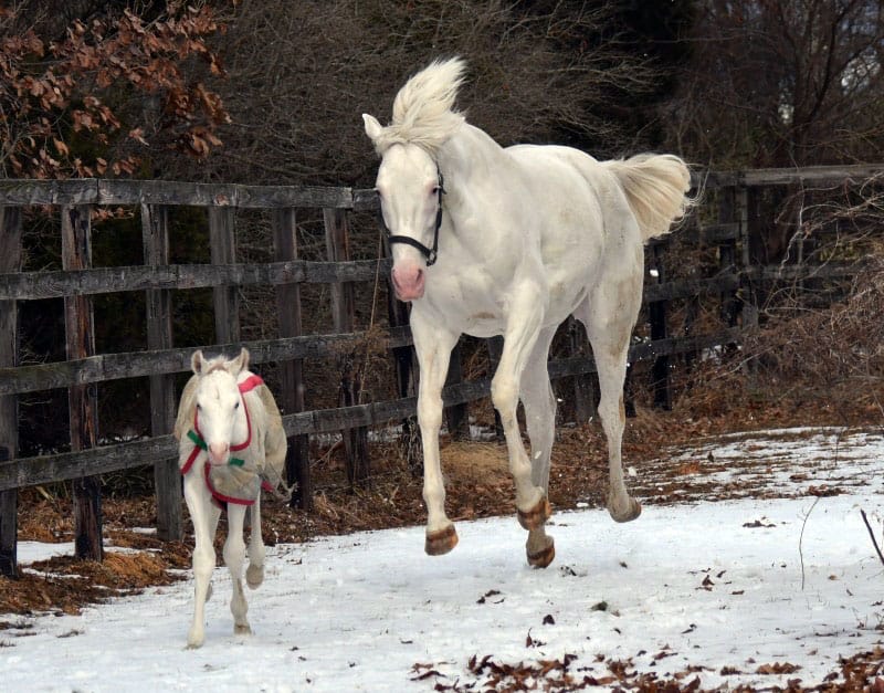 White legacy continues