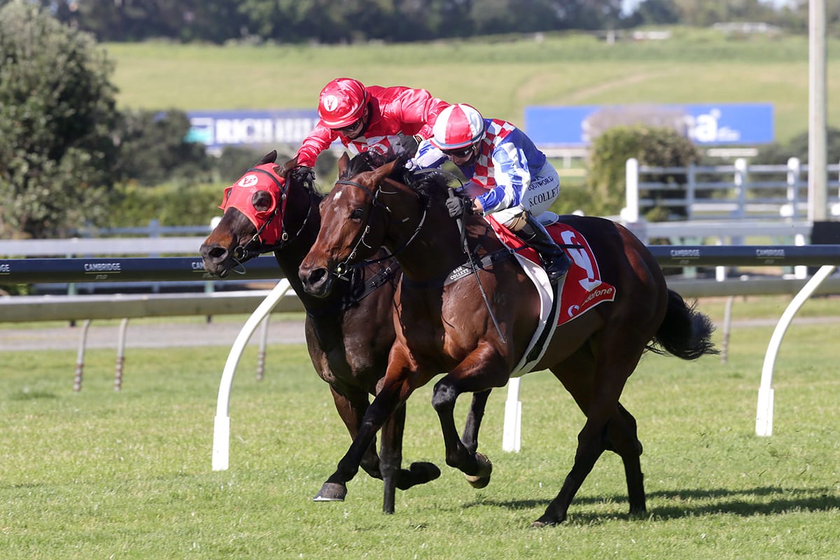 Shoshone out to turn form around at Tauranga