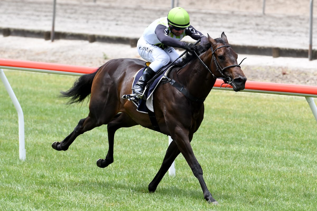 Hawke’s Bay runners provide plenty of optimism for Gerard