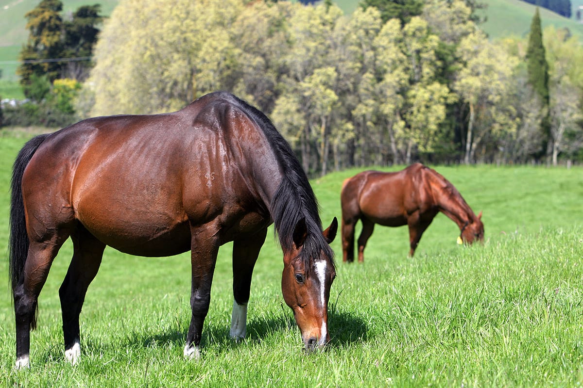 NZTBA call for Irish National Stud Scholarship applicants