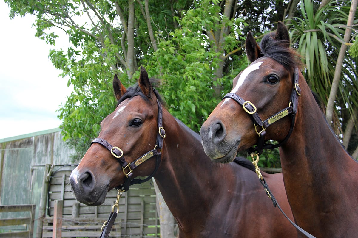 Legends on show at Te Rapa