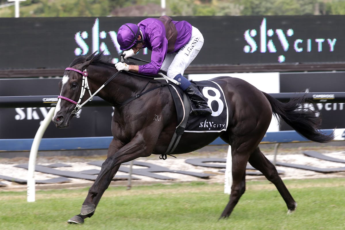 <strong>Invador rehab continues in Waikato Cup</strong>