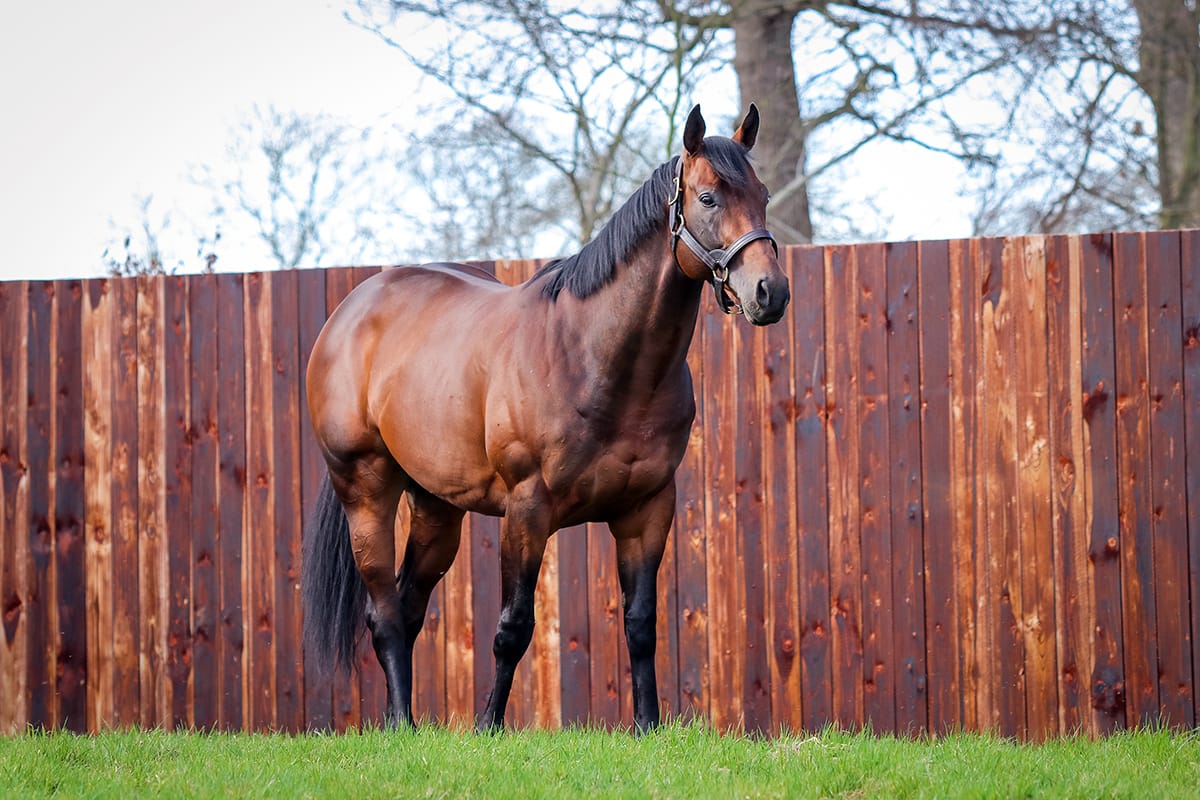 Cambridge Stud Shuttler Hello Youmzain Sires First Winner