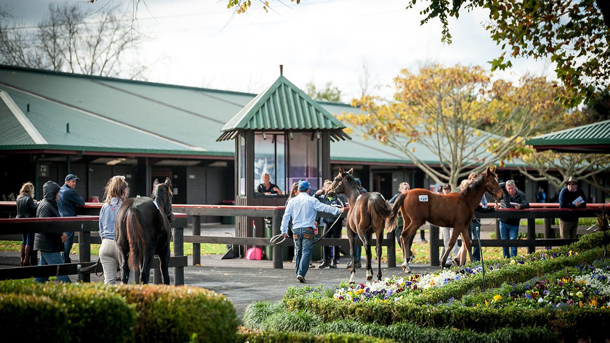 Plenty of investment opportunities at NZB weanling sale