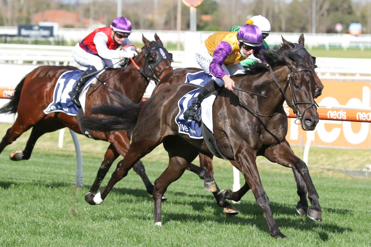Elephant ready to roll at The Valley