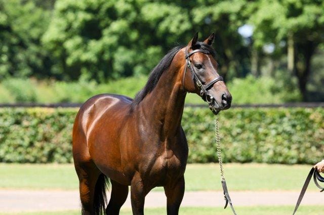 Books full for LA stallions