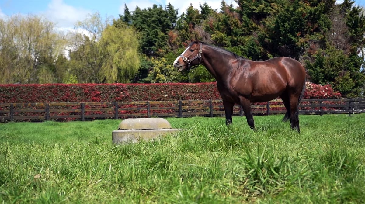 VIDEO: Haunui Farm Stallion parade