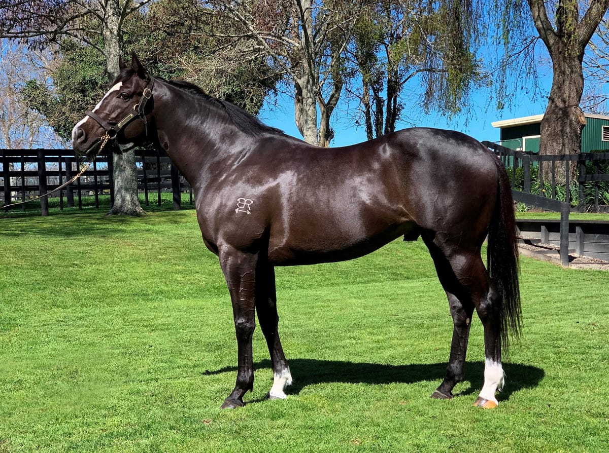 First Season Sires in the Spotlight at Karaka 2022