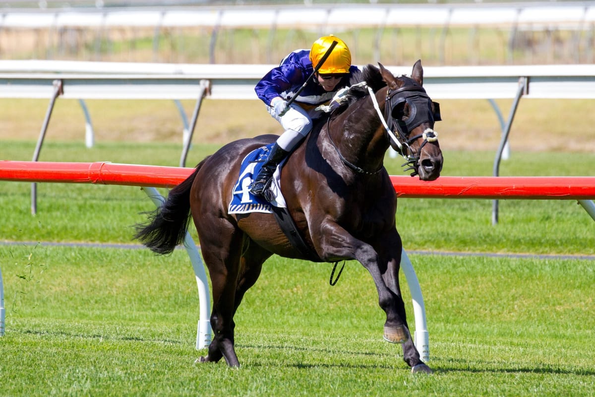 Confident Black Sail strong CS Hayes winner