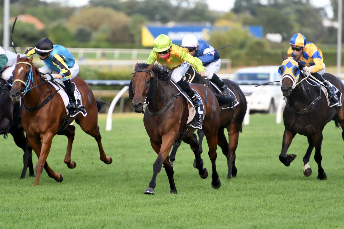 Wood having plenty of fun with promising gelding