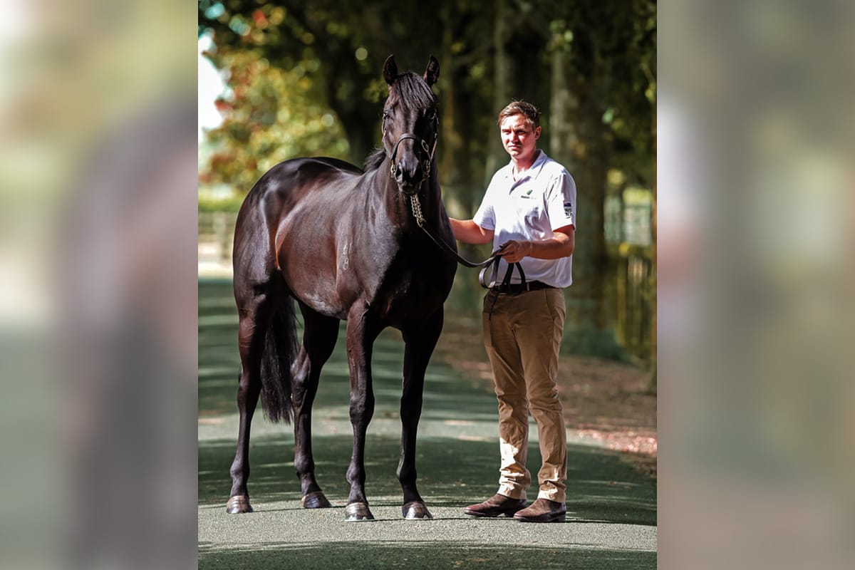 Noverre to stand at Waikato Stud