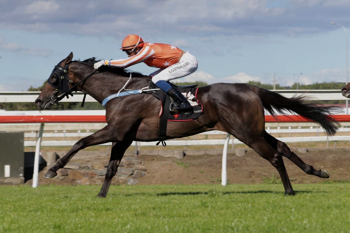 Williams looking to maintain recent momentum at Ellerslie